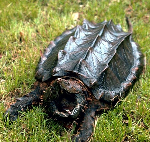 Turtle